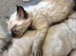 Orange boy - Ragdoll Kitten For Sale - Phoenix&comma; AZ&comma; US