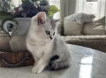 Doves litter - British Shorthair Kitten For Sale - Argyle&comma; TX&comma; US