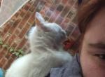 Tim and pencil - Domestic Cat For Sale - KS&comma; US