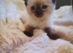 Stella - Siamese Kitten For Sale - Meshoppen&comma; PA&comma; US
