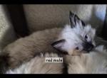 Red Heaven - Ragdoll Kitten For Sale - 