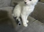 The cuties - American Shorthair Kitten For Sale - Bronx&comma; NY&comma; US