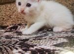 Sushi - Siamese Kitten For Sale - Meshoppen&comma; PA&comma; US