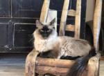 Ruby's Litter - Ragdoll Kitten For Sale - Phoenix&comma; AZ&comma; US