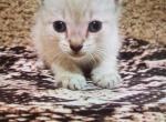 Mabel - Siamese Kitten For Sale - Meshoppen&comma; PA&comma; US