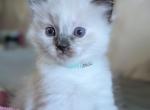 Juniper - Ragdoll Kitten For Sale - Fountain&comma; CO&comma; US