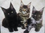 European Maine coon litter - Maine Coon Kitten For Sale - Meshoppen&comma; PA&comma; US