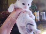 Mia - Snowshoe Kitten For Sale - Meshoppen&comma; PA&comma; US