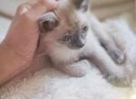 Wedge head siamese litter - Siamese Kitten For Sale - Meshoppen&comma; PA&comma; US