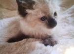 Danny - Balinese Kitten For Sale - Meshoppen&comma; PA&comma; US