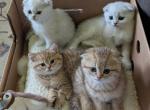 Scottish Fold Shorthair - Scottish Fold Kitten For Sale - Covington&comma; WA&comma; US