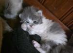 Blue White Bicolor Spots - Persian Kitten For Sale - Dearborn&comma; MI&comma; US