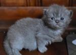 Blue Tabby Male Persian - Persian Kitten For Sale - Dearborn&comma; MI&comma; US