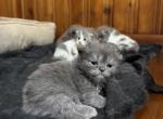 Blue Female White Patch Persian - Persian Kitten For Sale - Dearborn&comma; MI&comma; US