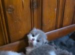 Blue White Bicolor Stripe Persian Kitten - Persian Kitten For Sale - Dearborn&comma; MI&comma; US