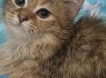 Lily Bella Lucy - Siberian Kitten For Sale - Douglas&comma; MA&comma; US