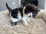 Purr babies - Persian Kitten For Sale - Arlington Heights&comma; IL&comma; US