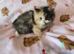 Calico Exotic Longhair - Persian Kitten For Sale - Oklahoma City&comma; OK&comma; US