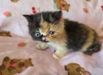 Calico baby girl - Exotic Kitten For Sale - Oklahoma City&comma; OK&comma; US
