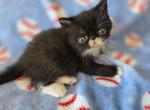 Tuxedo baby - Exotic Kitten For Sale - Oklahoma City&comma; OK&comma; US