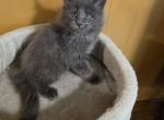 Disney litter - Maine Coon Kitten For Sale - Century&comma; FL&comma; US