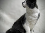 Squirrel - Domestic Kitten For Sale - CA&comma; US