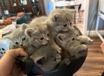 SelkySundown - British Shorthair Kitten For Sale - 