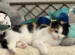 Marsha - Scottish Fold Kitten For Sale - AND&comma; SC&comma; US