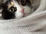 Mellow - Scottish Fold Kitten For Sale - 