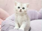 Scottish Jumi - Scottish Straight Kitten For Sale - Brooklyn&comma; NY&comma; US