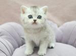 Scottish Joey - Scottish Straight Kitten For Sale - Brooklyn&comma; NY&comma; US