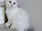 SK022 - Selkirk Rex Kitten For Sale - Los Angeles&comma; CA&comma; US