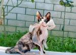 DV021 - Devon Rex Cat For Sale - Los Angeles&comma; CA&comma; US