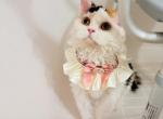 SK023 - Selkirk Rex Kitten For Sale - Los Angeles&comma; CA&comma; US