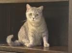Selky - British Shorthair Cat For Sale/Service - 