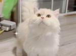 SK024 - Selkirk Rex Cat For Sale - Los Angeles&comma; CA&comma; US