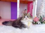 MK031 - Munchkin Kitten For Sale - Los Angeles&comma; CA&comma; US
