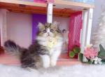MK031 - Munchkin Kitten For Sale - Los Angeles&comma; CA&comma; US