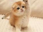 Scottish Icon - Scottish Fold Kitten For Sale - Empire State&comma; NY&comma; US
