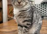 Marshmallow - Scottish Straight Kitten For Sale - 