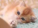 Scottish Ivlin - Scottish Straight Kitten For Sale - Empire State&comma; NY&comma; US