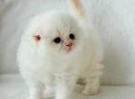 Scottish Melvan - Scottish Fold Kitten For Sale - Empire State&comma; NY&comma; US