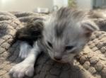 Seven toes Sally - Maine Coon Kitten For Sale - 