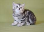 Scottish Quiana - Scottish Straight Kitten For Sale - Empire State&comma; NY&comma; US