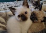 Purebred Siamese - Siamese Kitten For Adoption - 