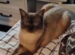 Leo Male Siamese - Siamese Cat For Sale - 