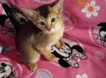 Ruddy Nutmeg - Abyssinian Kitten For Sale - Plymouth&comma; WI&comma; US