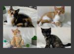 Persian and Siamese Mix Kittens - Persian Kitten For Sale - Rialto&comma; CA&comma; US