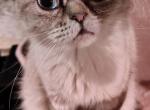 Cyan Female Persian - Persian Cat For Sale - Burkemont&comma; NC&comma; US