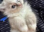 Purebred bicolor with blaze male ragdoll kitten - Ragdoll Kitten For Sale - Beavercreek&comma; OH&comma; US